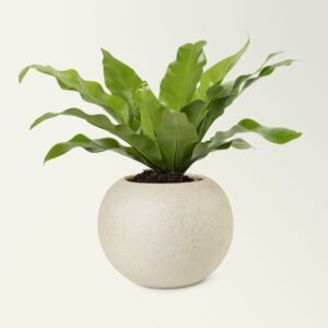 LeafGrace